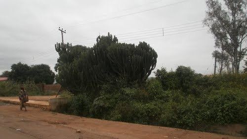 Bukuru Cactus growing in Bukuru Plateau state Northcentral Nigeria
