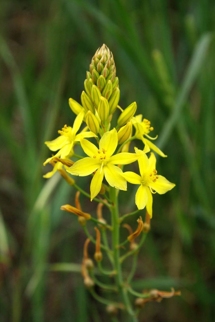 Bulbine Bulbine Wikipedia