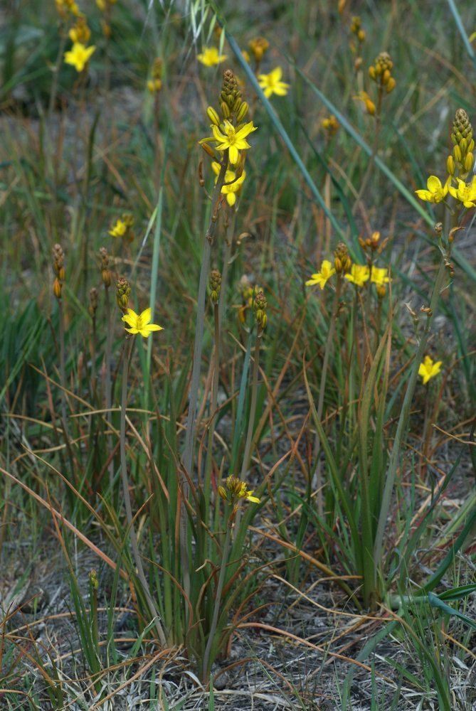 Bulbine bulbosa Bulbine bulbosa Asphodelaceae image 29877 at PlantSystematicsorg