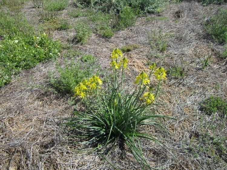 Bulbine bulbosa Bulbine bulbosa Bulbine Lily Gardening With Angus