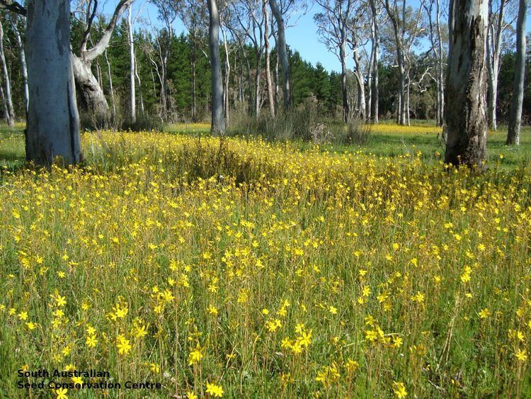 Bulbine bulbosa Bulbine bulbosa