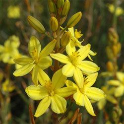 Bulbine bulbosa Bulbine bulbosa Growing Native Plants