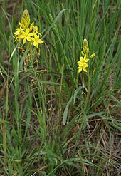 Bulbine bulbosa httpsuploadwikimediaorgwikipediacommonsthu