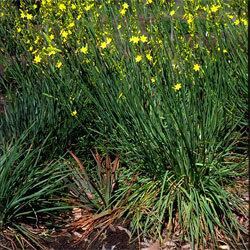 Bulbine bulbosa Bulbine bulbosa Growing Native Plants