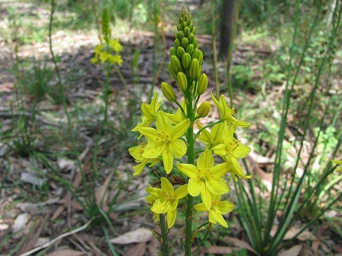 Bulbine bulbosa bulbine lily Bulbine bulbosa