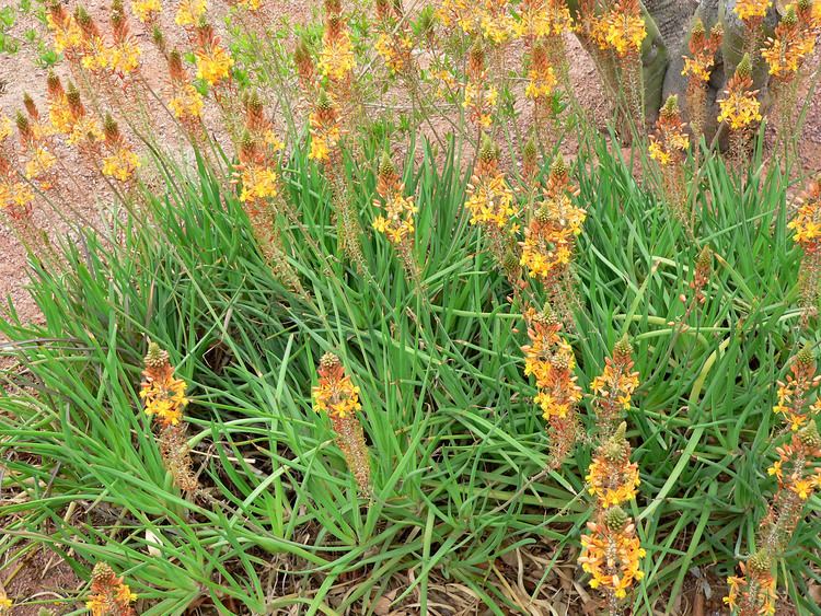 Bulbine bulbine Garden Coach Photos