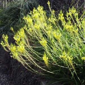 Bulbine frutescens Bulbine frutescens at San Marcos Growers