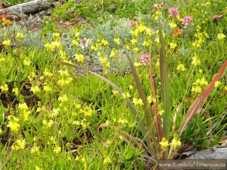 Bulbine frutescens Bulbine frutescens Kumbula Indigenous Nursery