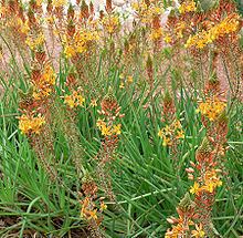 Bulbine frutescens httpsuploadwikimediaorgwikipediacommonsthu