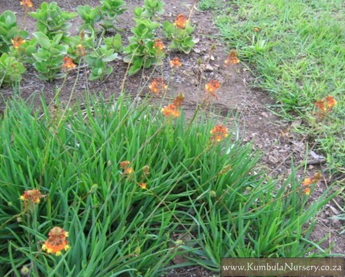 Bulbine frutescens Bulbine frutescens Kumbula Indigenous Nursery