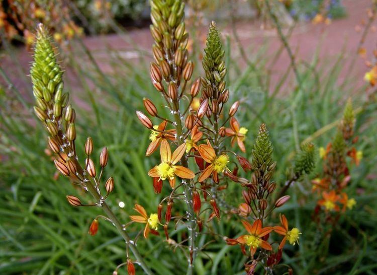 Bulbine frutescens Bulbine frutescens Hortipedia