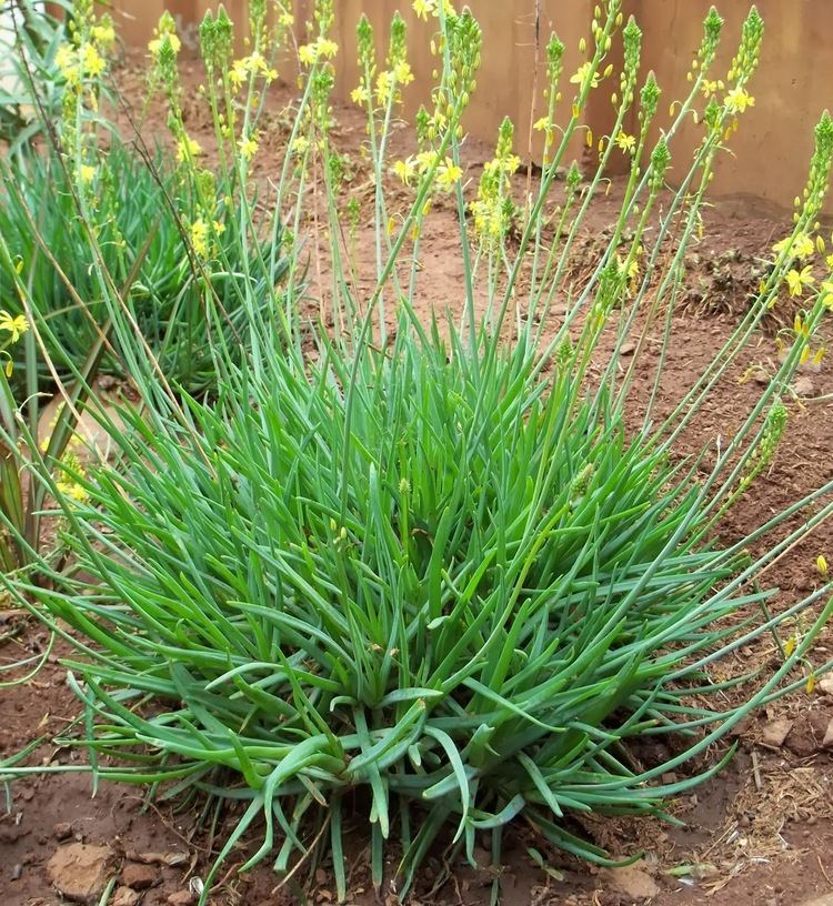 Bulbinella Gardening in Africa Bulbine frutescens