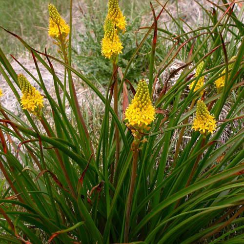 Bulbinella BULBINELLA ANGUSTIFOLIA SEEDS Maoris Onion