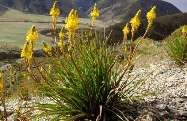 Bulbinella Lovely Perennial for Cold Climates Bulbinella