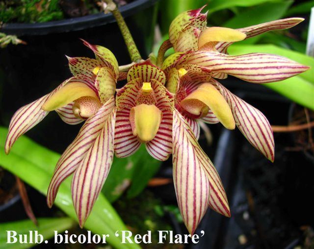 Bulbophyllum Orchid Species Plus