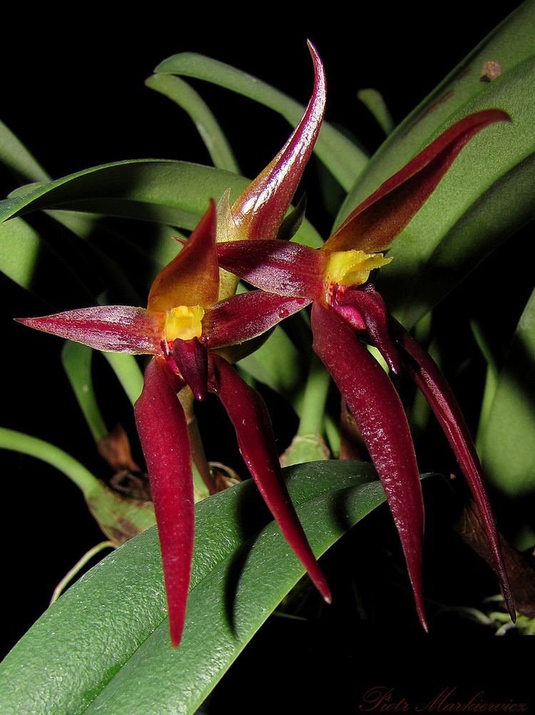 Bulbophyllum IOSPE PHOTOS
