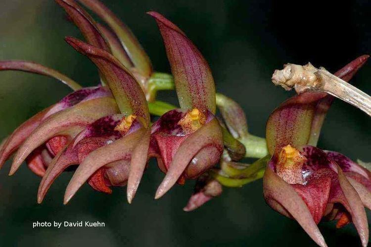 Bulbophyllum aeolium wwworchidspeciescomorphotdirbulbaeoliumjpg
