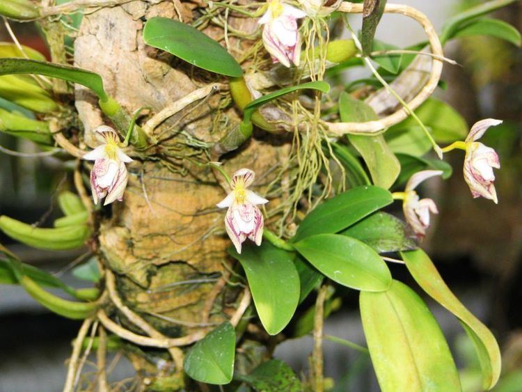 Bulbophyllum ambrosia wwworchidspeciescomorphotdirbulbopambrosiajpg