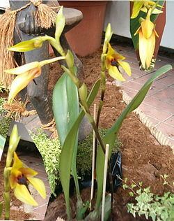 Bulbophyllum amplebracteatum httpsuploadwikimediaorgwikipediacommonsthu