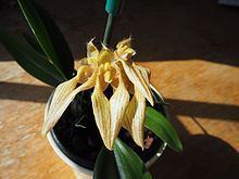Bulbophyllum annandalei httpsuploadwikimediaorgwikipediacommonsthu