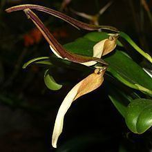 Bulbophyllum antenniferum httpsuploadwikimediaorgwikipediacommonsthu