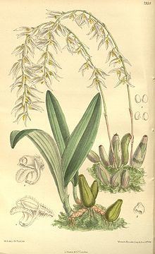 Bulbophyllum auricomum httpsuploadwikimediaorgwikipediacommonsthu