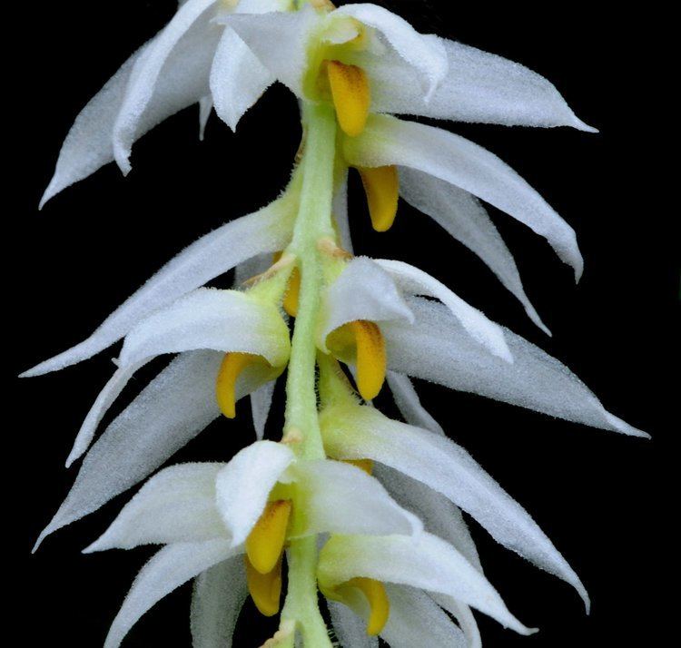 Bulbophyllum auricomum IOSPE PHOTOS