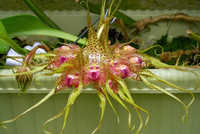 Bulbophyllum Asiatic Green Orchids Bulbophyllum