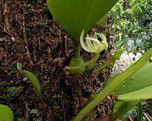 Bulbophyllum baileyi httpsuploadwikimediaorgwikipediacommonsthu