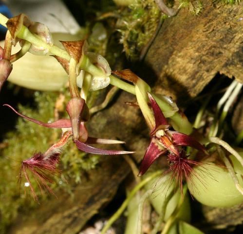 Bulbophyllum barbigerum IOSPE PHOTOS