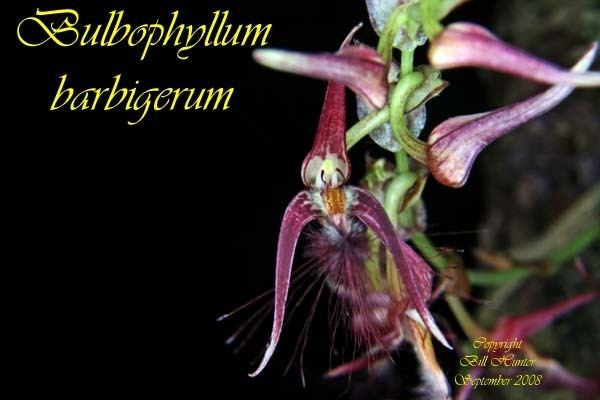 Bulbophyllum barbigerum Species Specific Forum Growing Orchids and Hybrids View topic