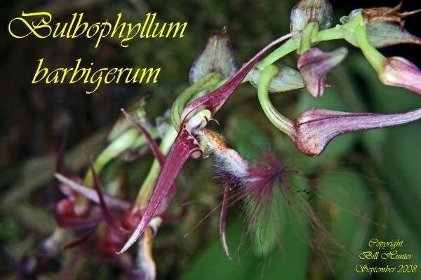 Bulbophyllum barbigerum Species Specific Forum Growing Orchids and Hybrids View topic