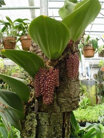 Bulbophyllum beccarii Bulbophyllum beccarii presented by Orchids Limited