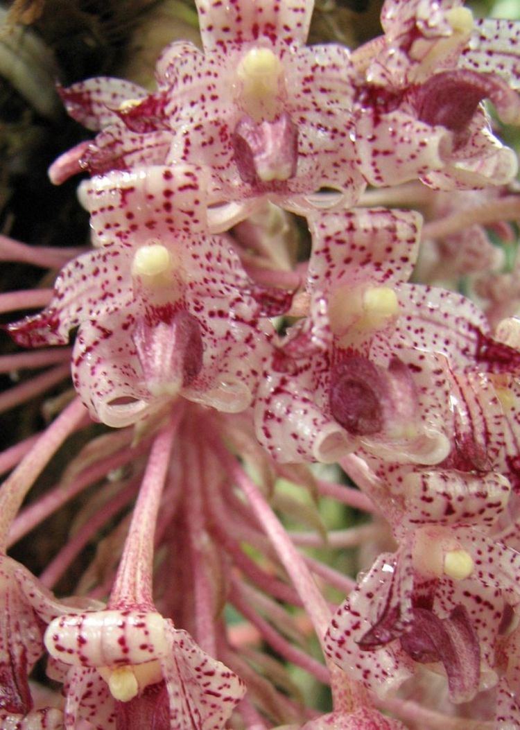 Bulbophyllum beccarii IOSPE PHOTOS
