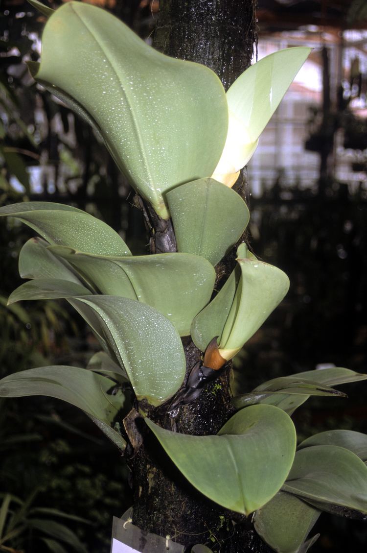 Bulbophyllum beccarii FileBulbophyllum beccariijpg Wikimedia Commons