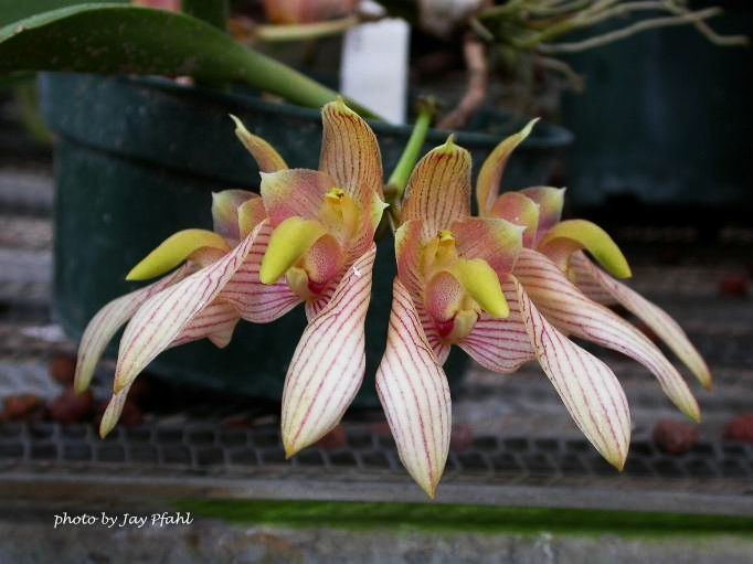 Bulbophyllum bicolor wwworchidspeciescomorphotdirbulbbicolorjpg