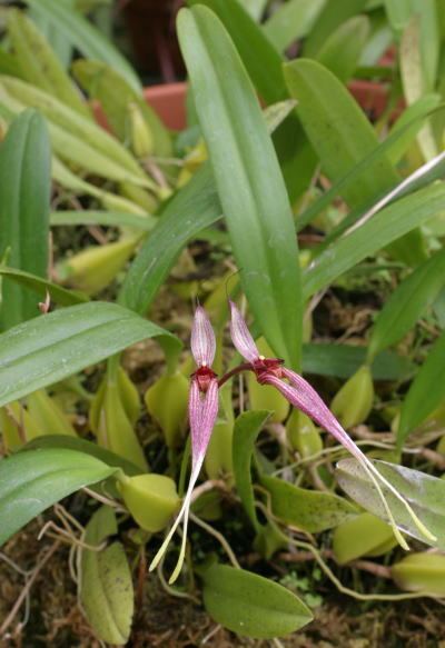 Bulbophyllum biflorum Rare orchid species Bloom size Bulbophyllum Biflorum eBay