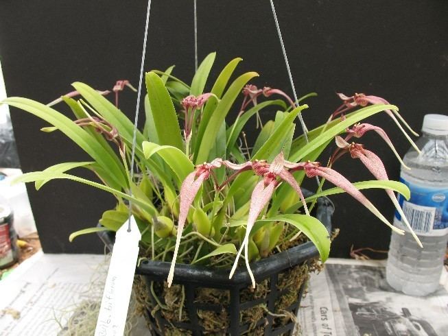 Bulbophyllum biflorum Bulbophyllum biflorum