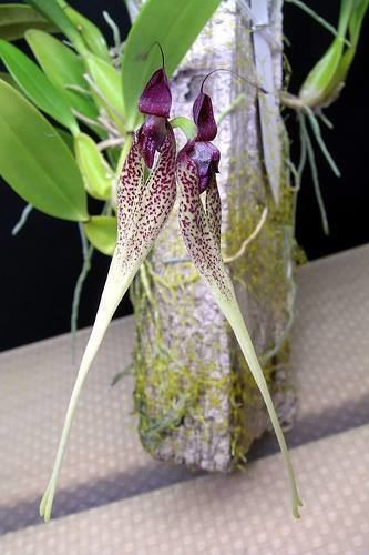 Bulbophyllum biflorum BlueNanta