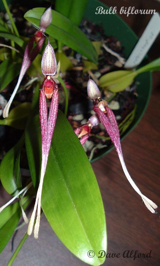 Bulbophyllum biflorum IOSPE PHOTOS