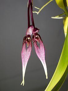 Bulbophyllum biflorum httpsuploadwikimediaorgwikipediacommonsthu