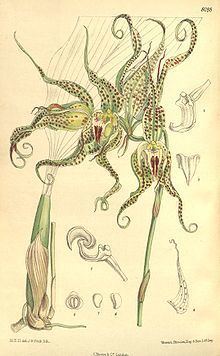 Bulbophyllum binnendijkii httpsuploadwikimediaorgwikipediacommonsthu