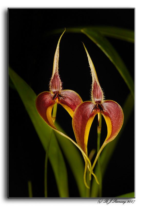 Bulbophyllum blumei moderndesign88comimagesorchidbulb20blumei12