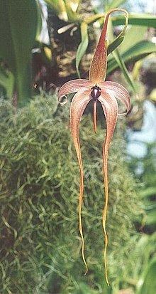 Bulbophyllum httpsuploadwikimediaorgwikipediacommonsthu