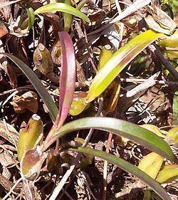 Bulbophyllum caespitosum httpsuploadwikimediaorgwikipediacommonsthu