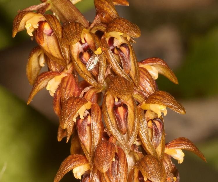 Bulbophyllum careyanum IOSPE PHOTOS