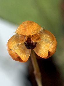 Bulbophyllum catenulatum httpsuploadwikimediaorgwikipediacommonsthu