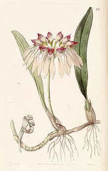 Bulbophyllum chinense httpsuploadwikimediaorgwikipediacommonsthu