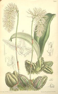 Bulbophyllum comosum httpsuploadwikimediaorgwikipediacommonsthu