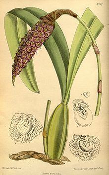 Bulbophyllum coriophorum httpsuploadwikimediaorgwikipediacommonsthu
